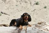 CAVALIER KING CHARLES 086